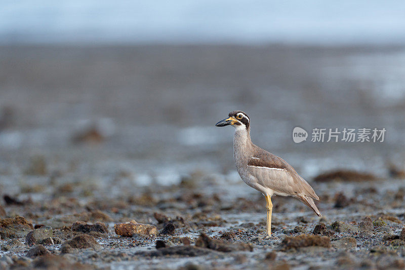 海鸟:成年沙滩粗膝鹬，又称沙滩石鹬(Esacus magnirostris)。